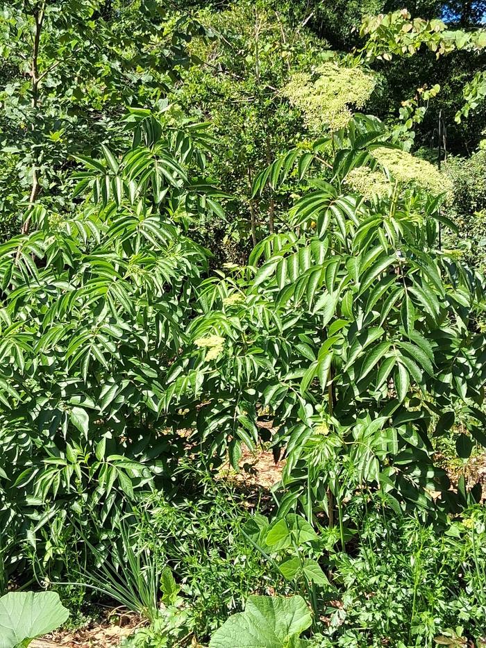 A happy elderberry bush