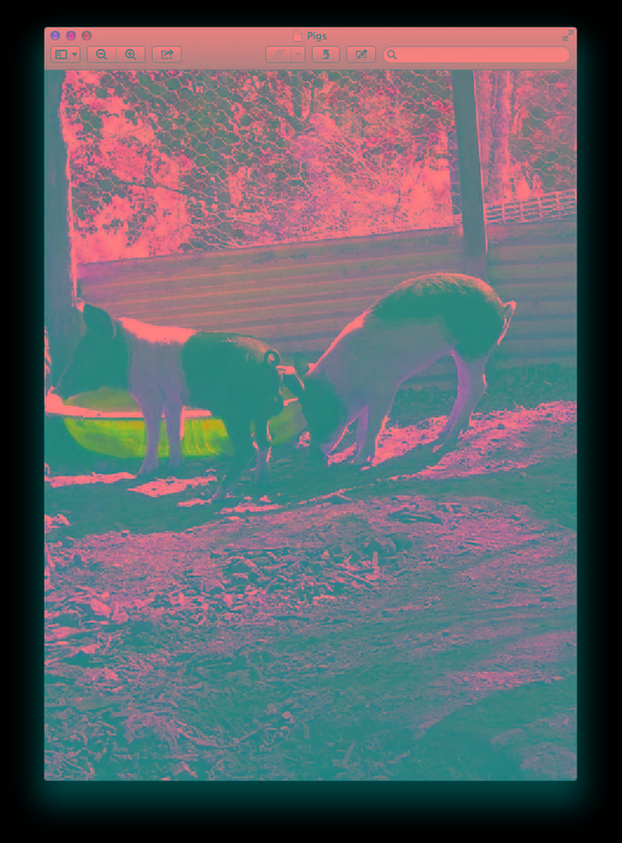 [Thumbnail for Pigs2.png]
