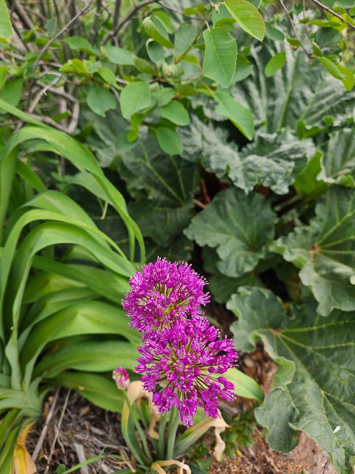 [Thumbnail for 20250511_094848.jpg]