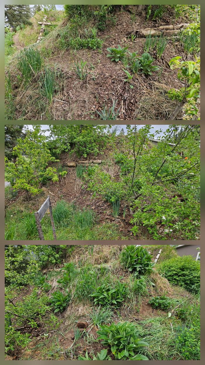 all kinds of plants on a tall hugelkultur