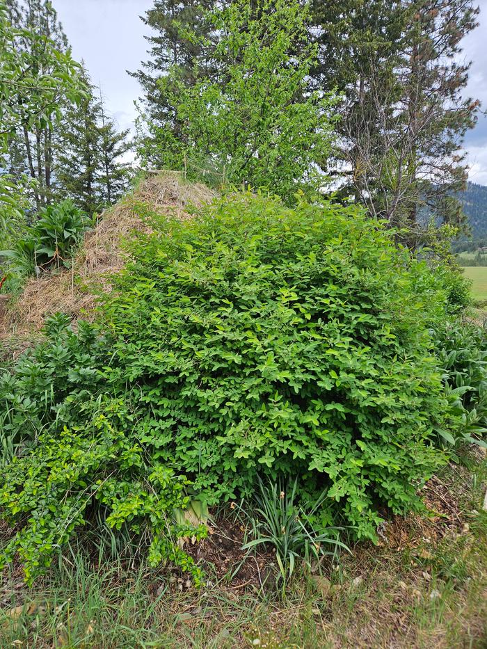 Honeysuckle 