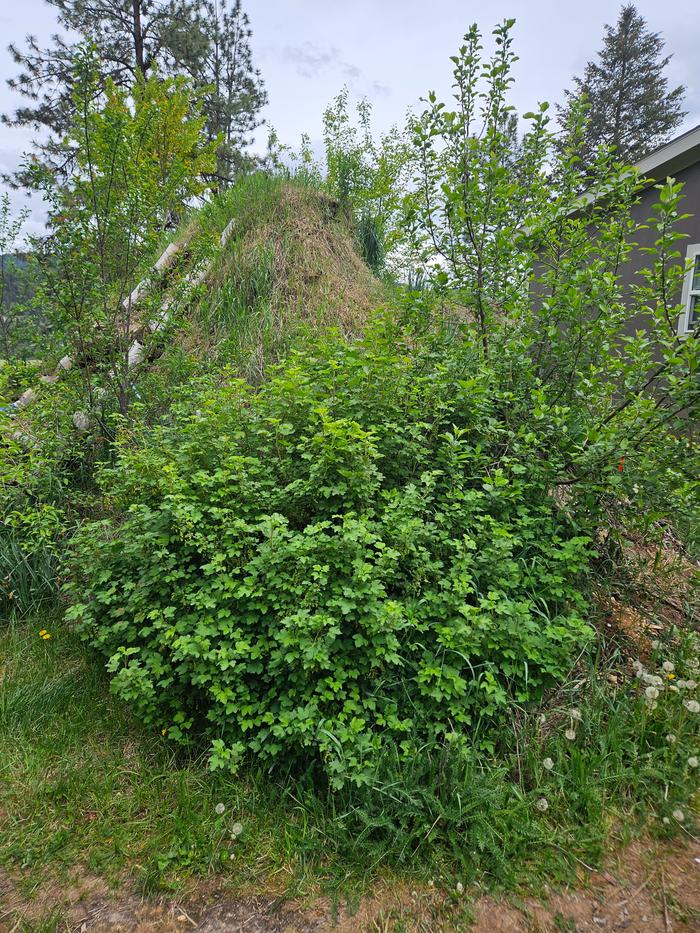 Red currant