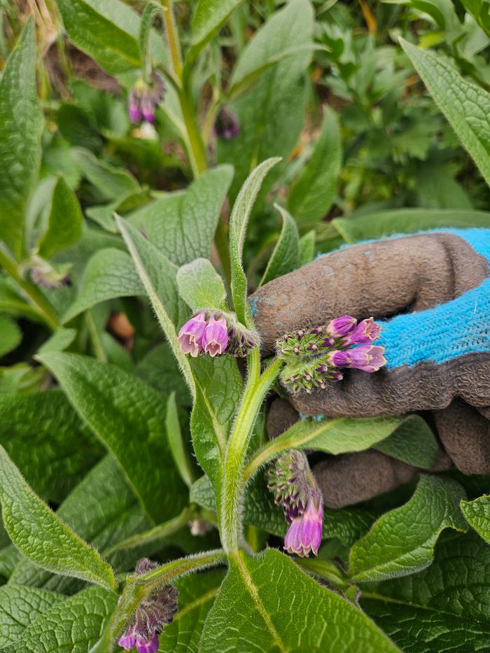 Comfrey blossoms