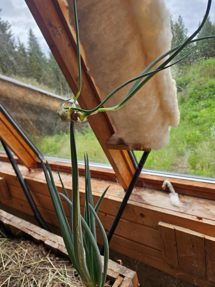 2nd generation walking onion in greenhouse looks delicious.