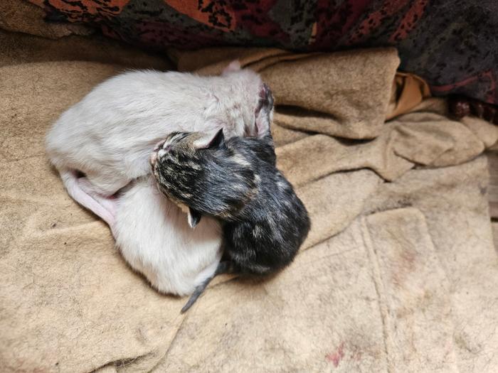 Early had some kittens