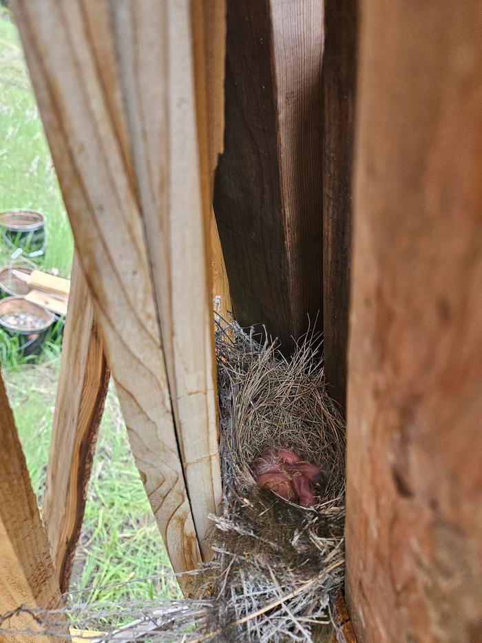 Robin babies 