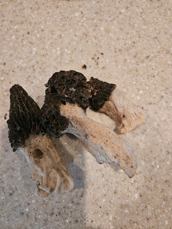 Still finding some big Morels (Seth's lunch)