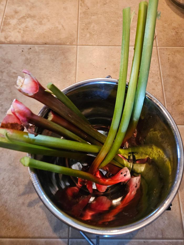1st rhubarb harvest was about 10 lbs total