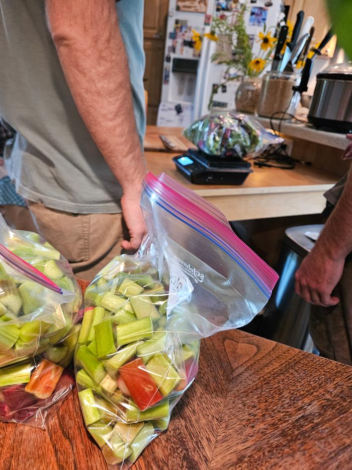 Rhubarb cleaned, chopped, and bagged for freezer