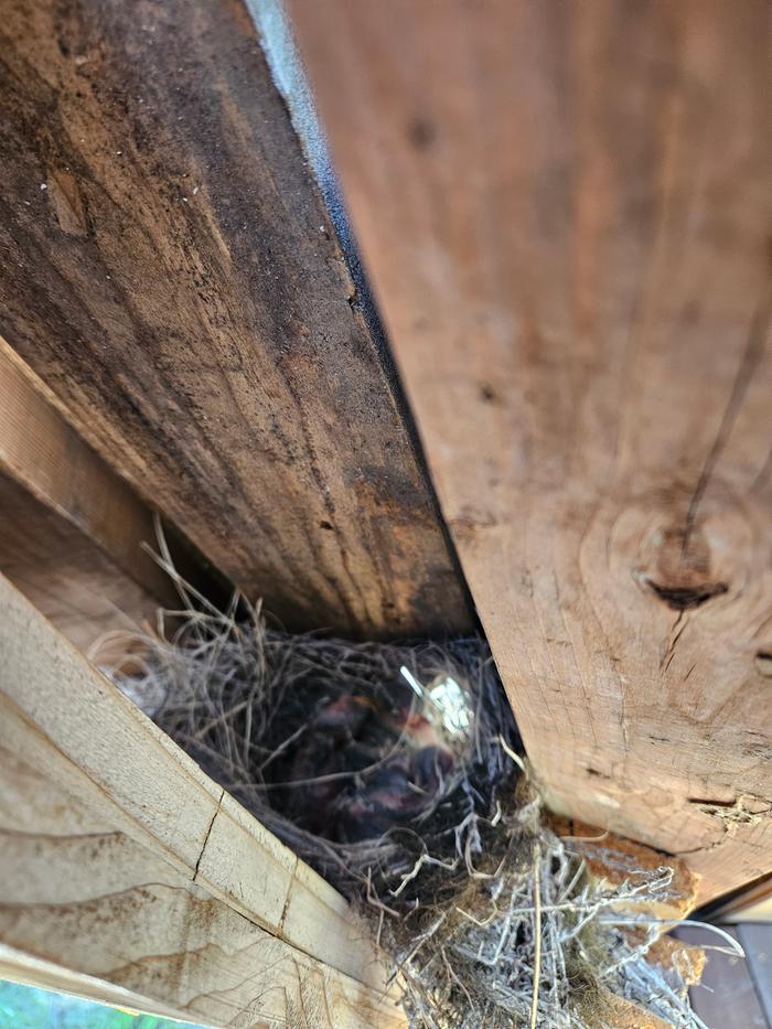 Baby Robins