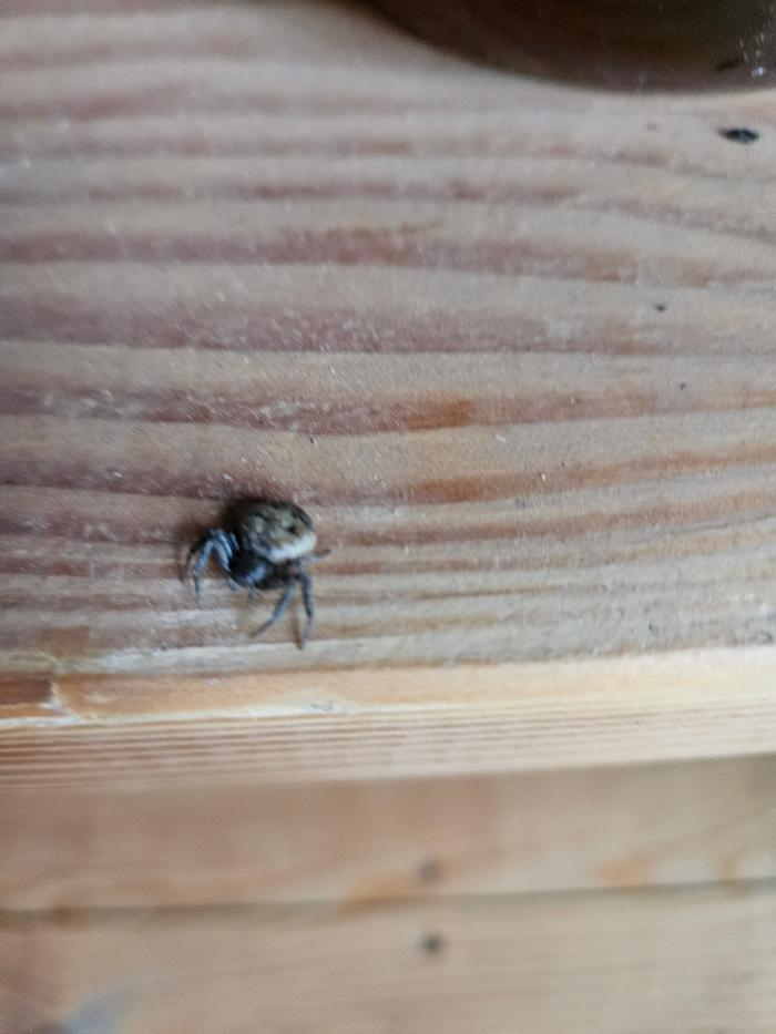 This looks like a tick or spider?