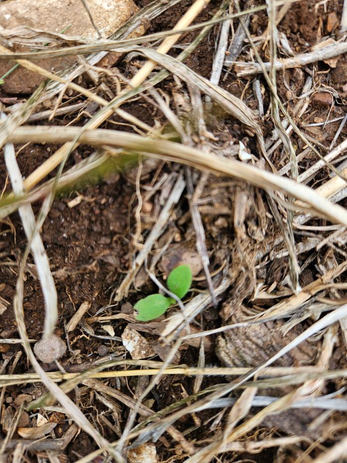 Black Locust sprouts?