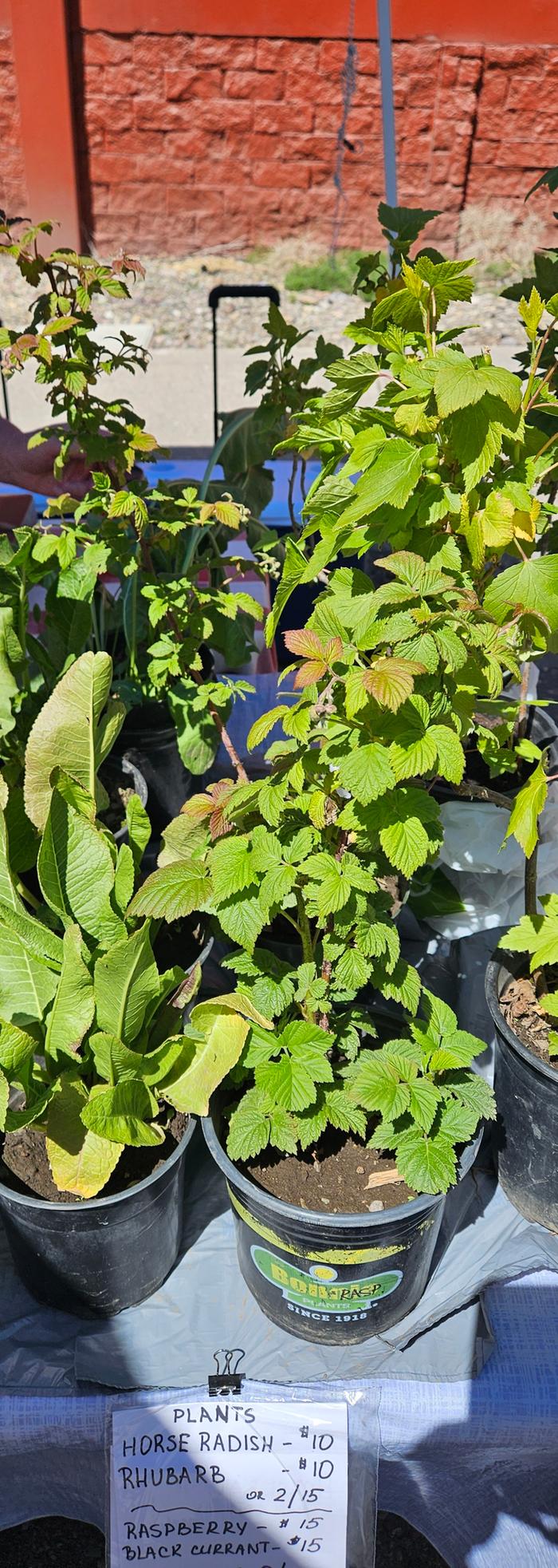 I bought some raspberry plants to bring back and thyere getting planted today.
