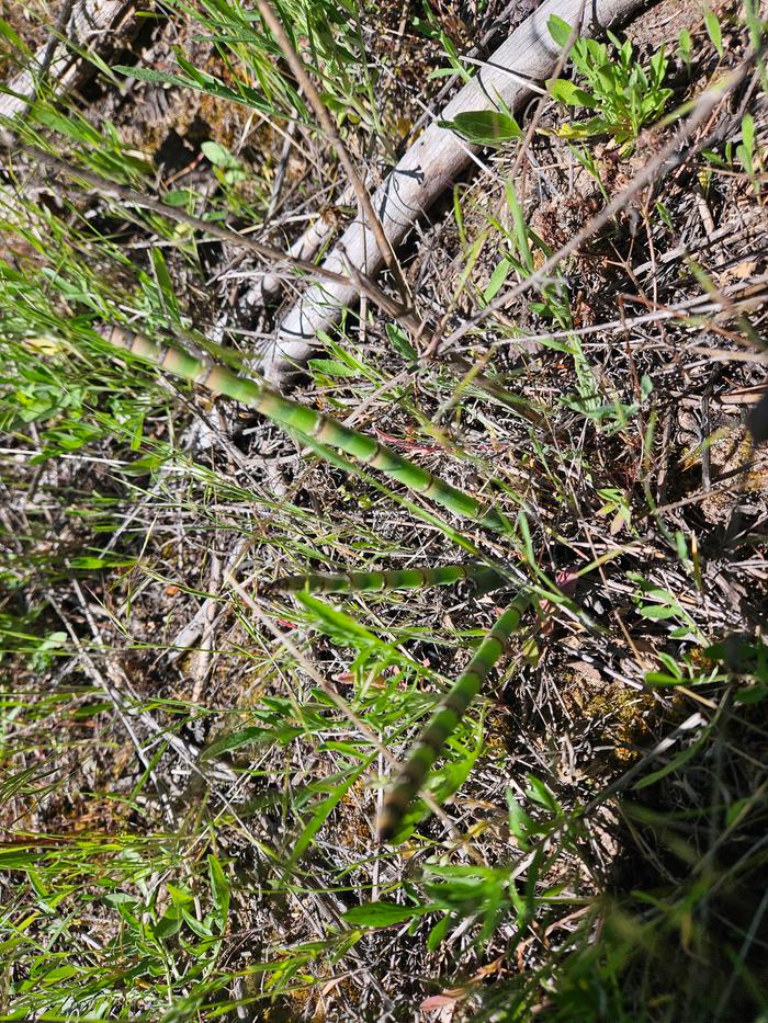Horsetails
