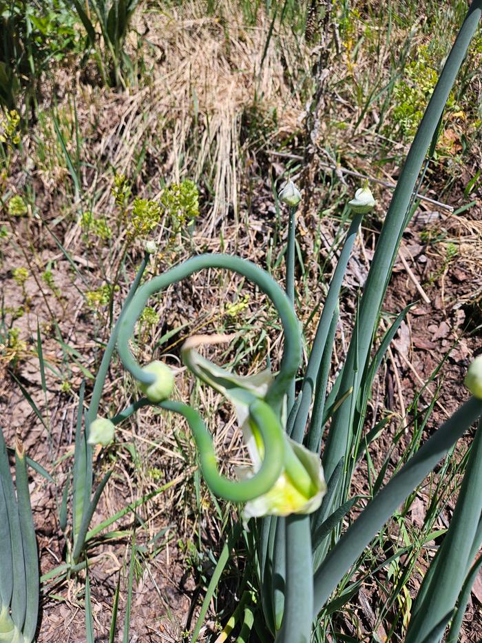 These onions be walkin!