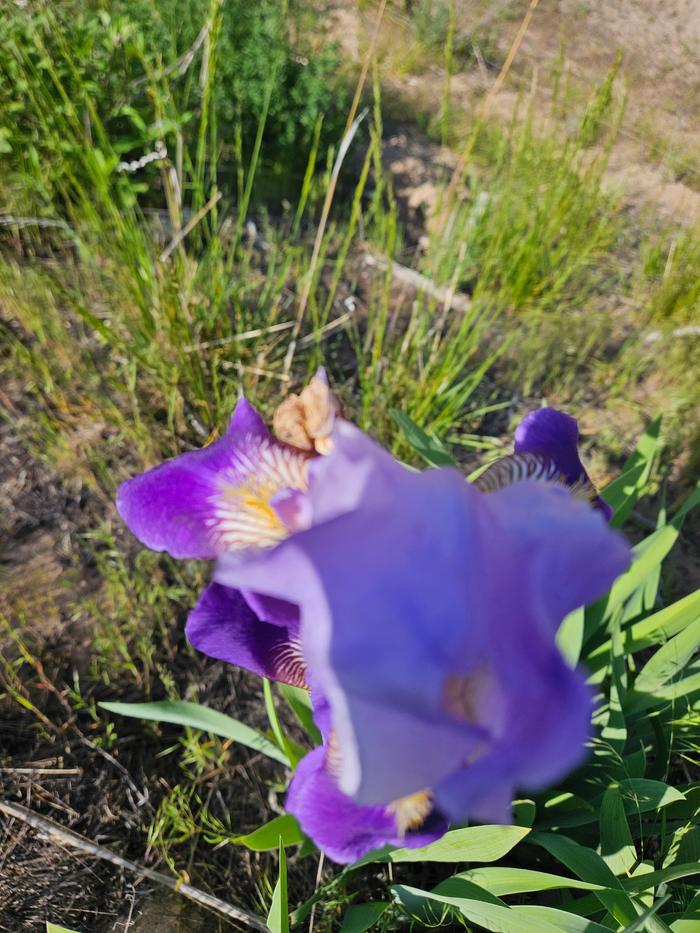 Iris blooming hard!