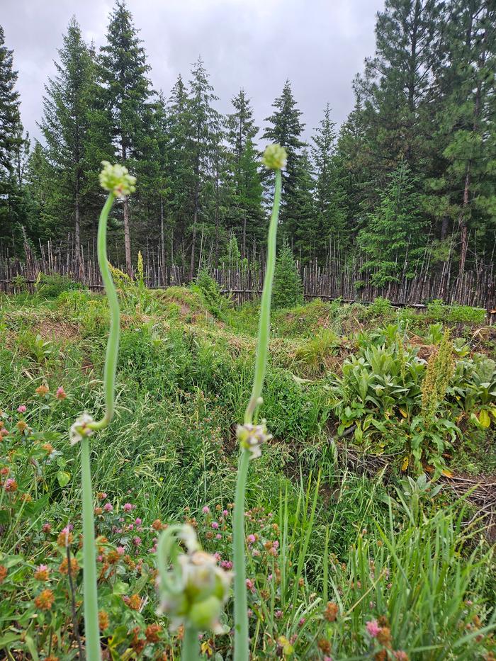 Walking onion bulbs in late June