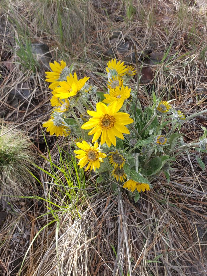 Arrowleaf Balsamroot(?)