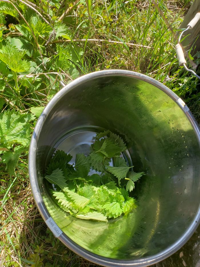 Dandelion, Stinging Nettle Salad