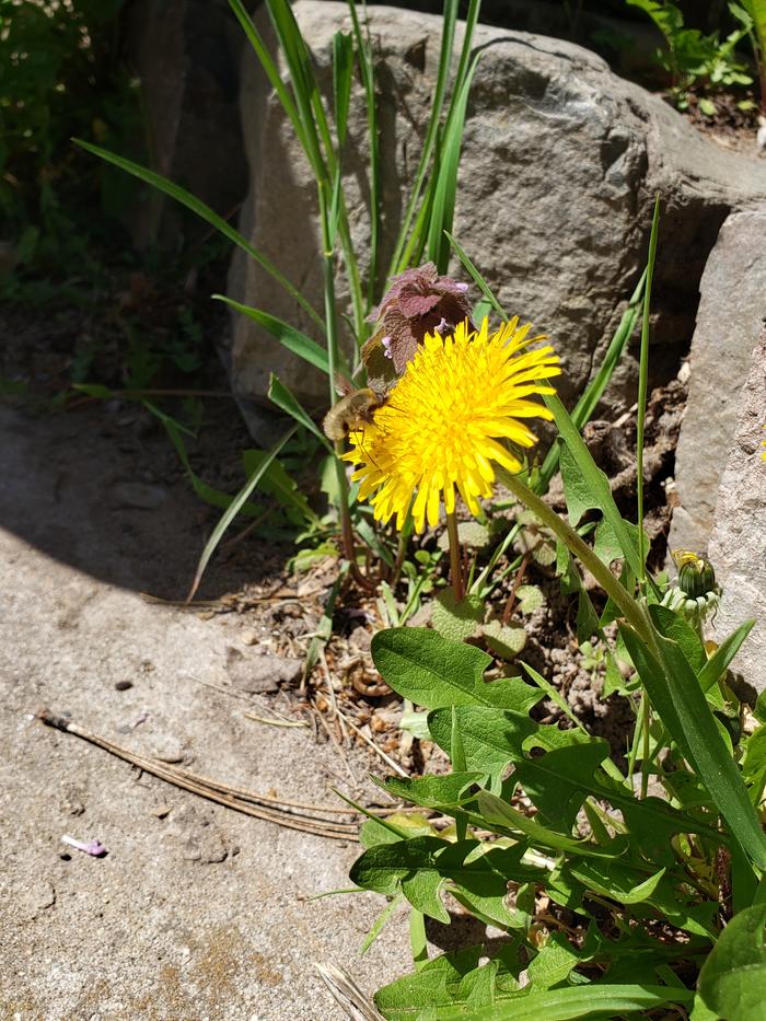 Bee on a dandelion