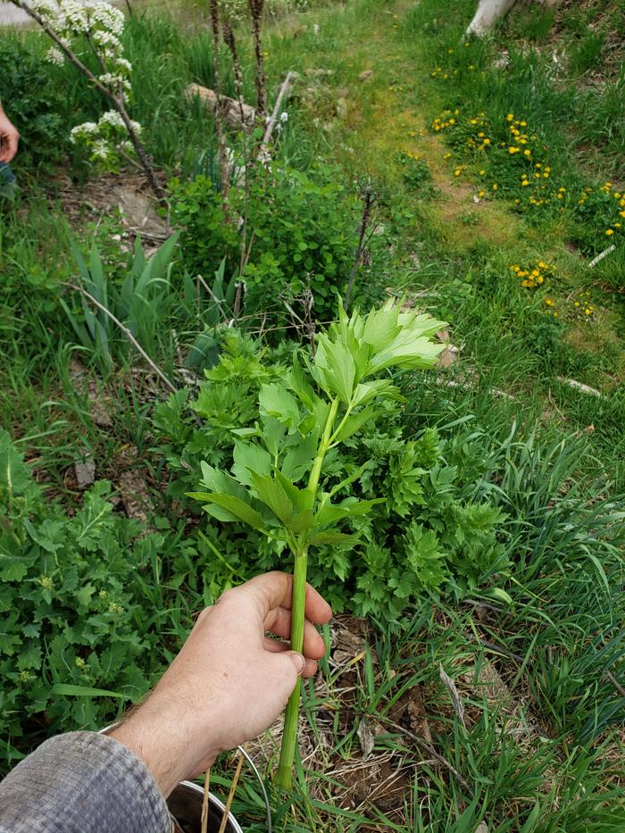 Lovage