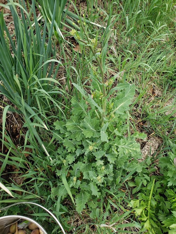 New brassica cross we found. I'm calling it Sethage.