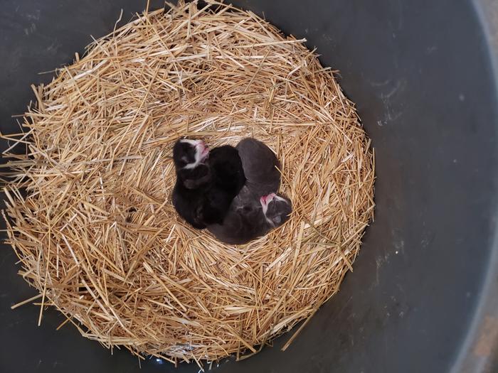 Black Spark's litter