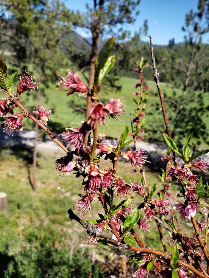 The trees are blooming