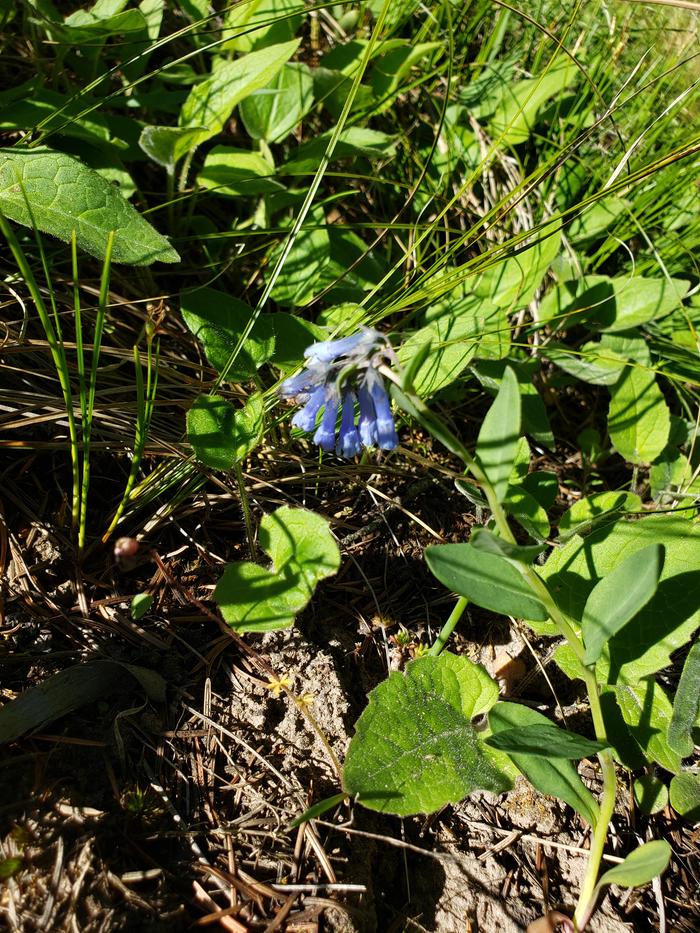 Blue Bells