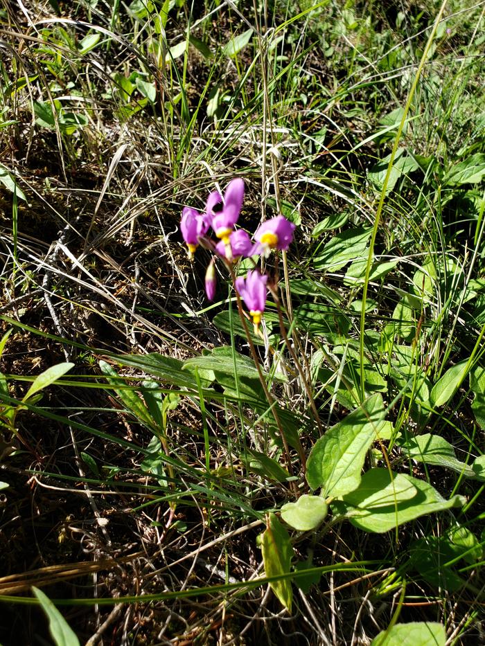A flower I don't know
