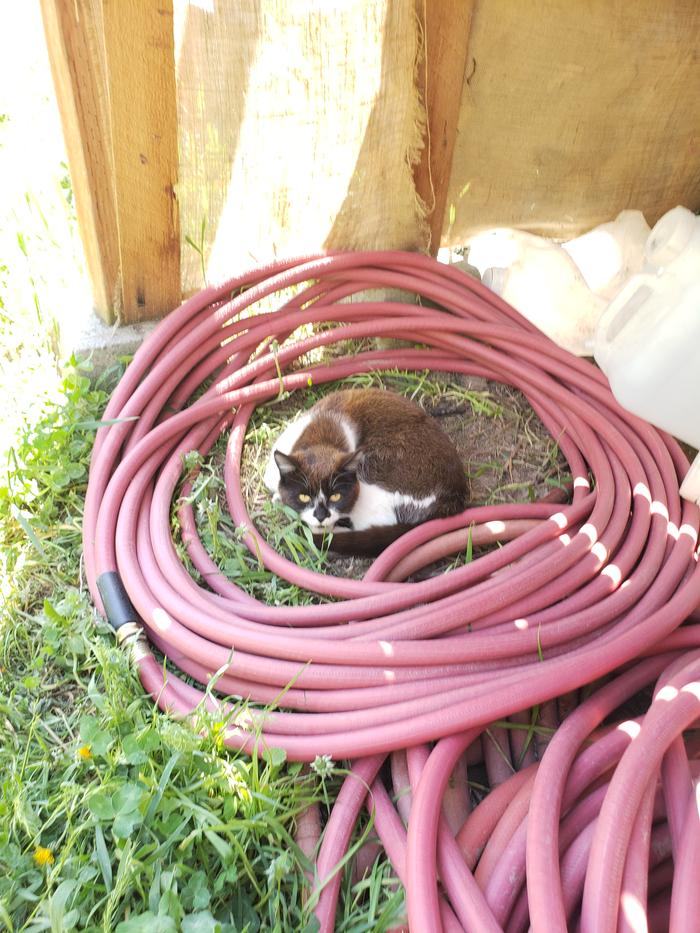 Hose or cat nest?