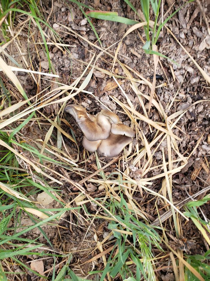 Oysters on abberton alley