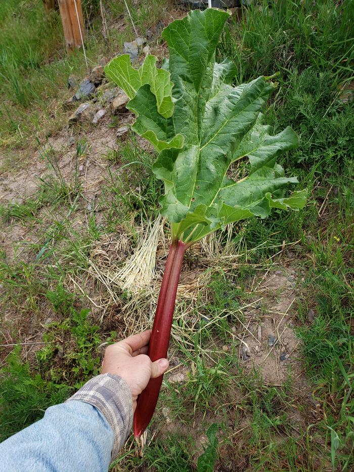 The rubarb is ready