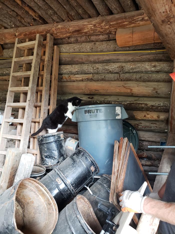 Black Spark checking on her kitten hiding place