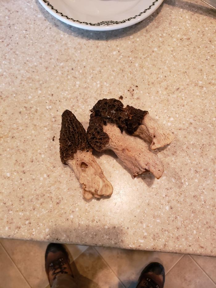 Morels