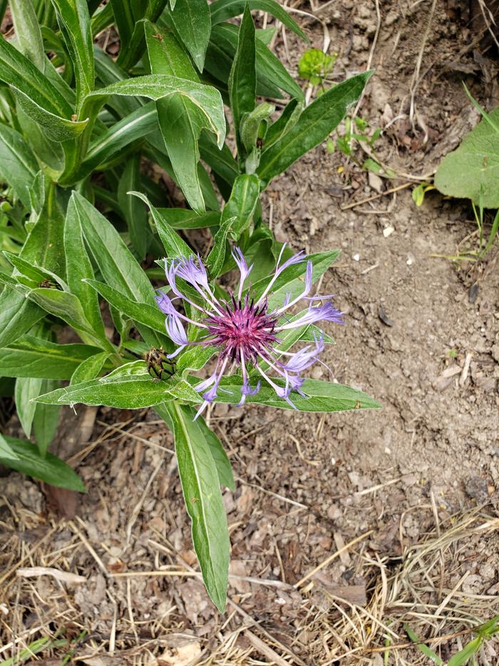New flower