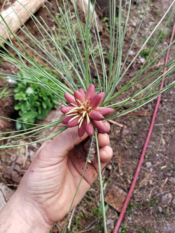 New pine cones, alien flowers, just cool