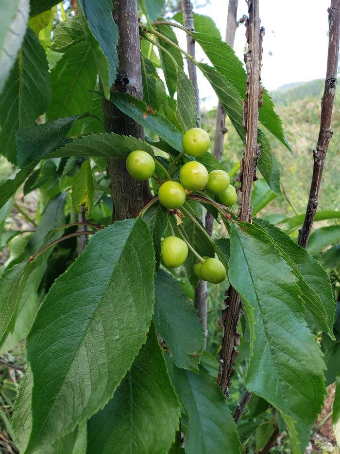 Cherries coming on