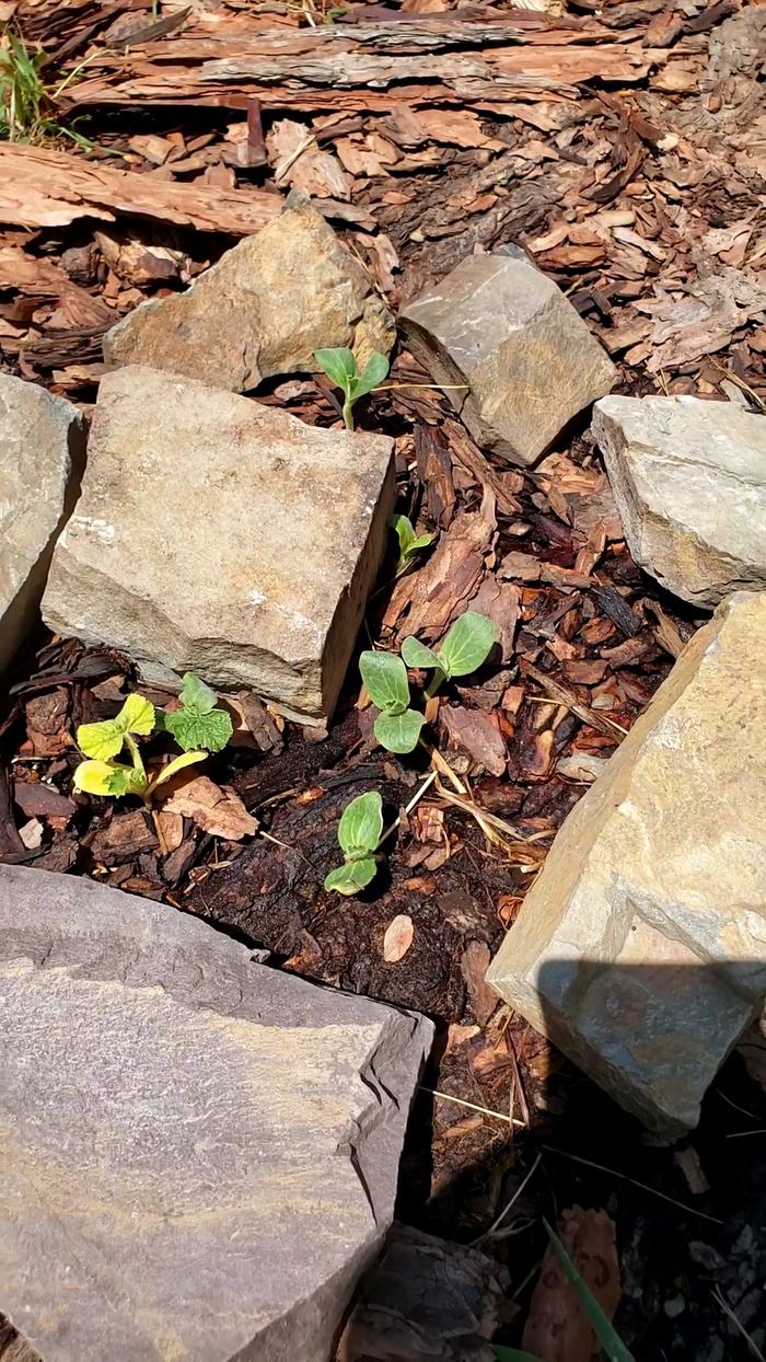 The pumpkins eager to grow in a non-ideal place