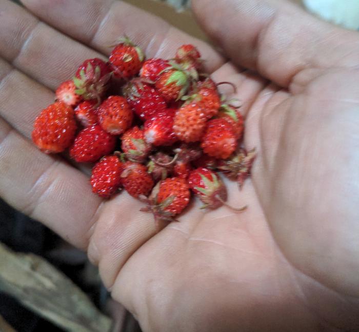 Five minutes' foraging...
