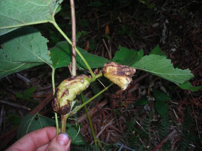 grub is living in gruesome deformities on the stalks of my thimble berries