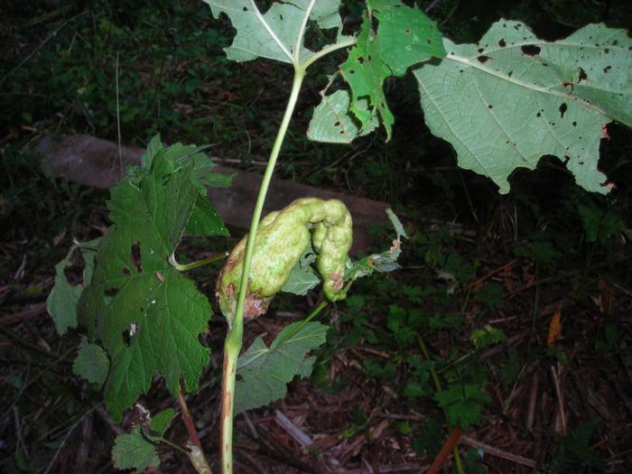 The leaves have also been chowed down upon.