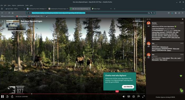 livestream of moose