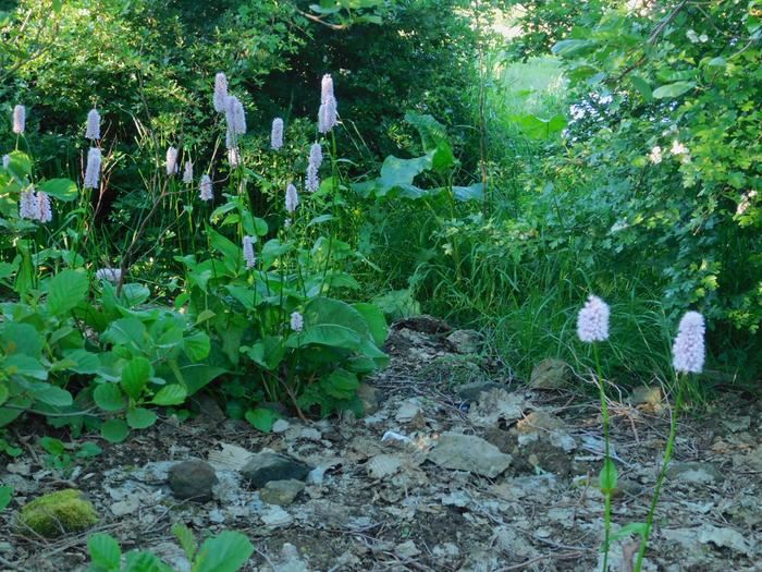 Bistort plant in flower