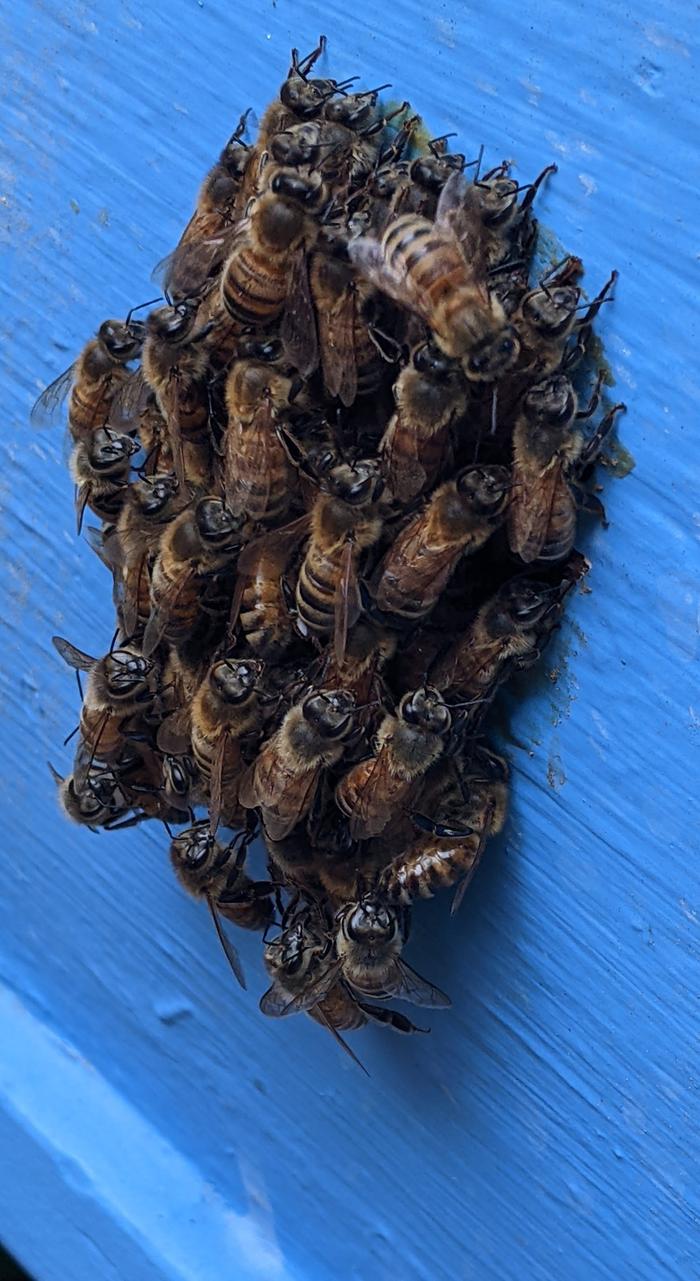 cluster of honeybees
