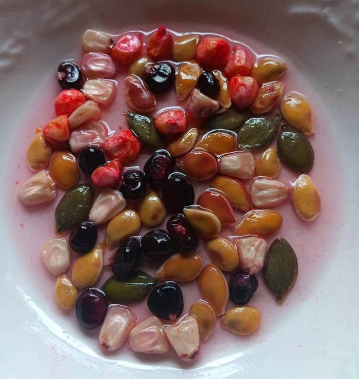 Seeds