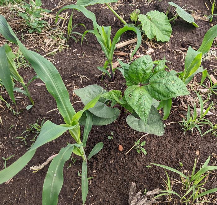 three sisters: beans, squash, corn