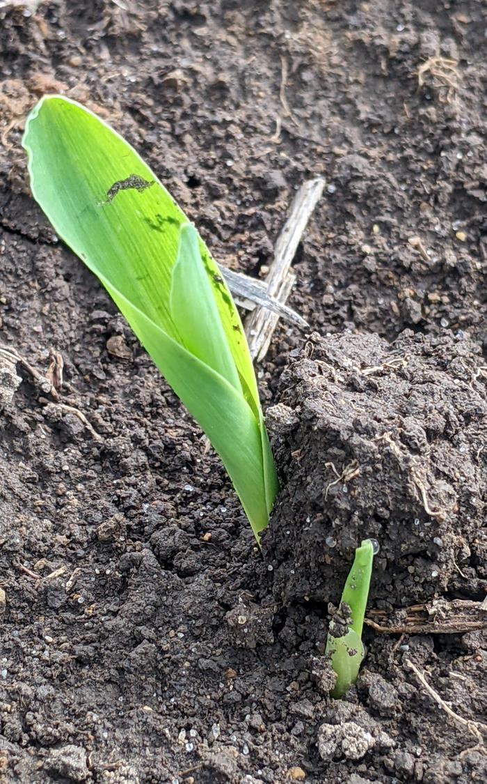 corn sprout