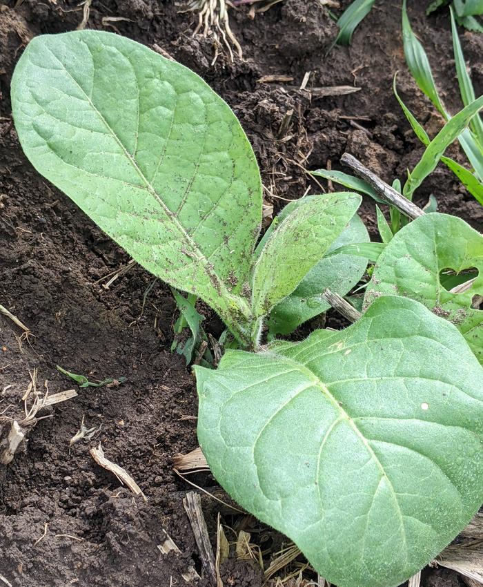 tobacco seedling