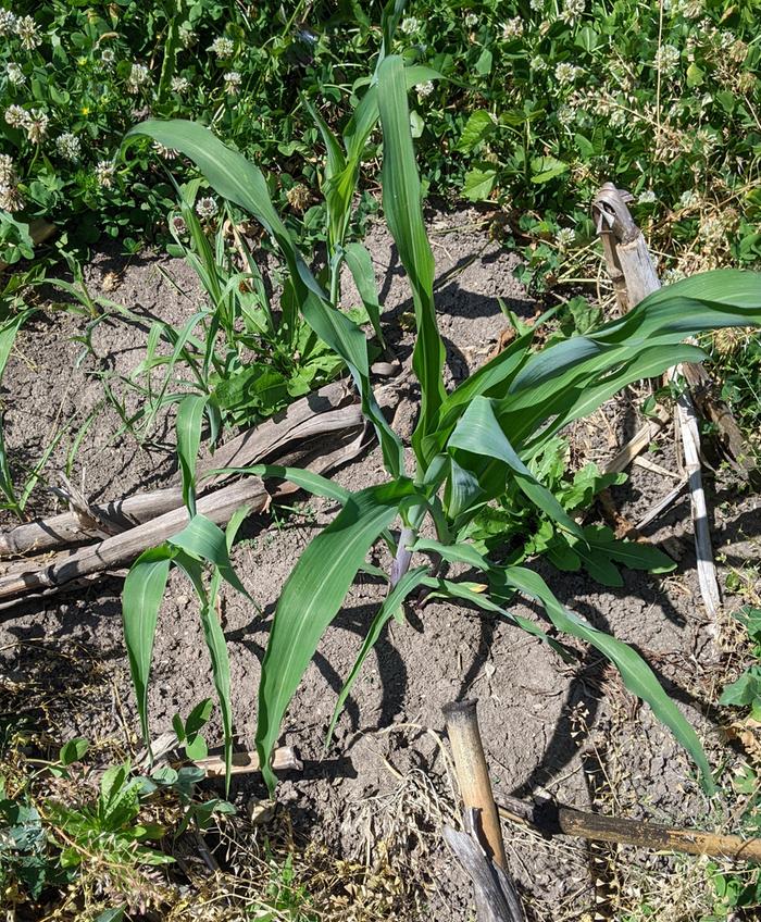 slightly heat stressed corn plants